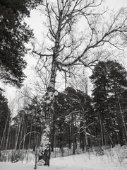 Black and white sketches from the snowy winter forest in Russia