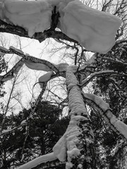 Black and white sketches from the snowy winter forest in Russia