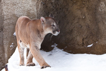 Powerful cougar  comes out of the corner of the rock big cat puma on a snowy background.
