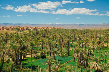 Big oasis with palm trees in Draa Valley between Sahara desert and Atlas Mountains, Morocco