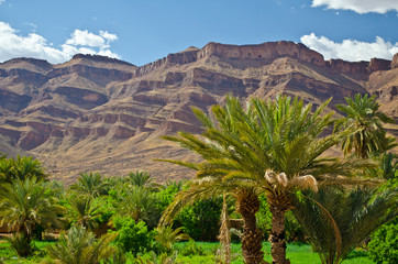 Fototapeta na wymiar Big oasis with palm trees in Draa Valley between Sahara desert and Atlas Mountains, Morocco