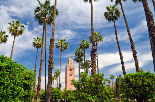 Koutoubia mosque minaret in a beautiful image among palm trees. Marrakech