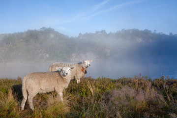 Obraz na płótnie Canvas Rree range sheep in Norway