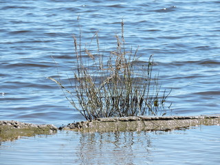 Bush in the spring flood
