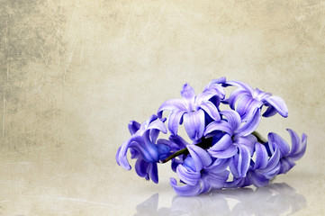 Hyacinth flower on grunge background