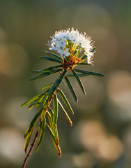 Closeup of marsh Labrador tea, Rhododendron tomentosum plant in the autumn sunlight. Selective focus, blurred background. Vertical image.
