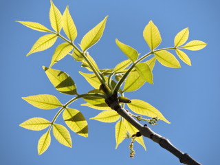 branch with leaves on background of blue sky