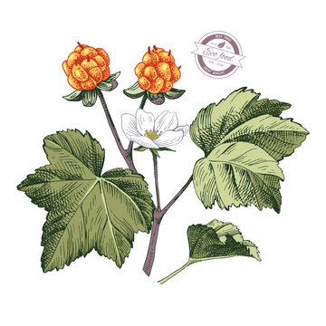 Hand drawn cloudberry branch