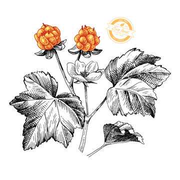 Hand drawn cloudberry branch