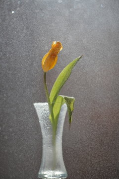 tulip in vase