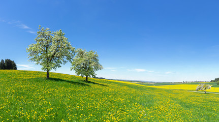 Zwei blühende Obstbäume auf einer hügeligen Blumenwiese im Frühling