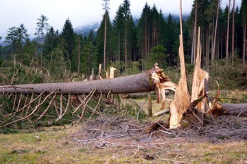 Landslide, whirlwind, tornado, twister, damaged forests in Dolomiti mountains, in Veneto, Cadore,...