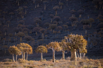 Landscape and close up images of quiver trees in the ancient quiver tree forest in Nieuwoudtville...