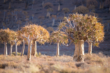 Landscape and close up images of quiver trees in the ancient quiver tree forest in Nieuwoudtville...
