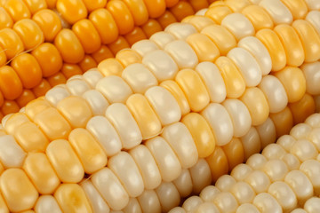 Corn vegatable closeup background