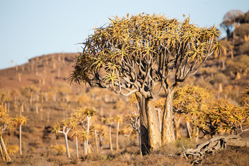 Landscape and close up images of quiver trees in the ancient quiver tree forest in Nieuwoudtville...