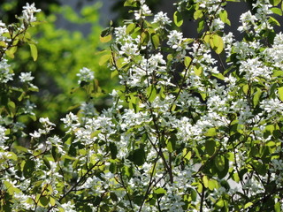 white flowers in spring