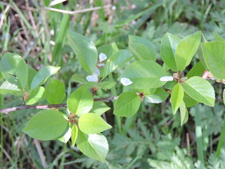 green leaves of plant