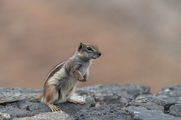 Barbary ground squirrel