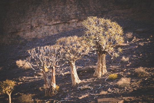 Landscape and close up images of quiver trees in the ancient quiver tree forest in Nieuwoudtville in the Northenr cape of south africa
