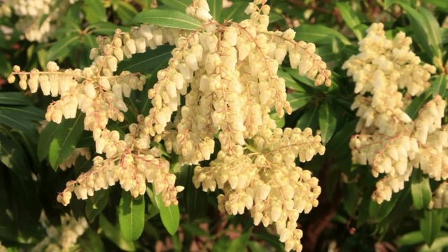 Pieris in flower