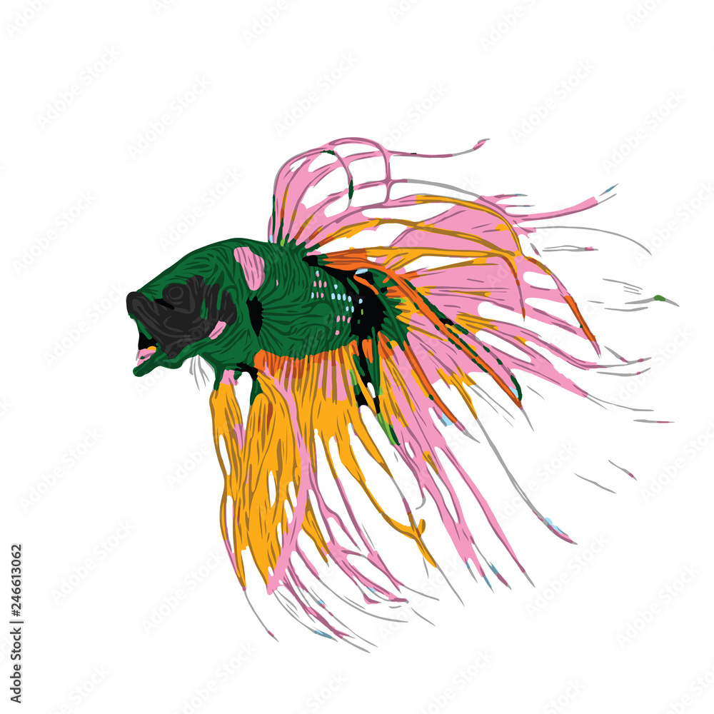 Wall mural Colorful Betta Fish Vector Illustration. Siamese Fighting Fish. Betta Splendens