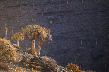 Landscape and close up images of quiver trees in the ancient quiver tree forest in Nieuwoudtville...