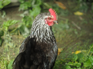 The hen looks at something, turning her head