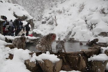 Japanese monkey in Jigokudani Monkey Park in Nagano Prefecture, Japan