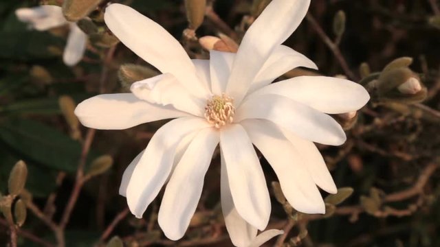 Magnolia stellata flower
