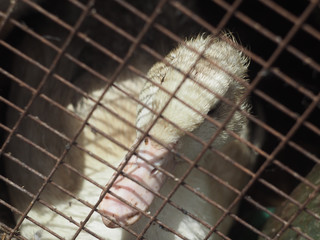 Duck in a cage