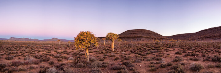 Landscape and close up images of quiver trees in the ancient quiver tree forest in Nieuwoudtville...