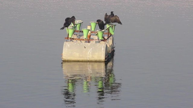 Great Cormorant Birds group resting on lighting and fountain in middle of the lake I Great Cormorant birds stock video