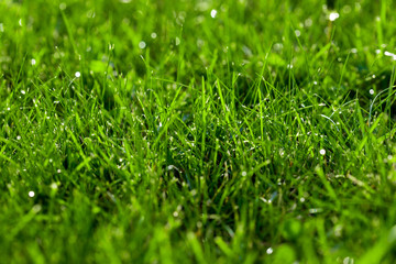 Close-up green lawn, fresh and wet. Beautiful texture with bokeh and sun flares.