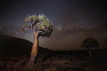 Landscape and close up images of quiver trees in the ancient quiver tree forest in Nieuwoudtville...