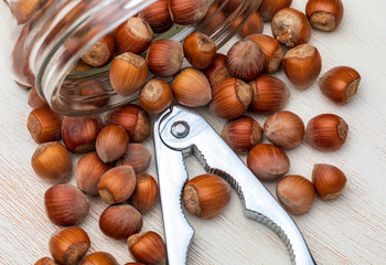 Hazelnuts with cascador. Close-up and view from above.