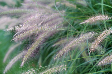 Background with a group of plants