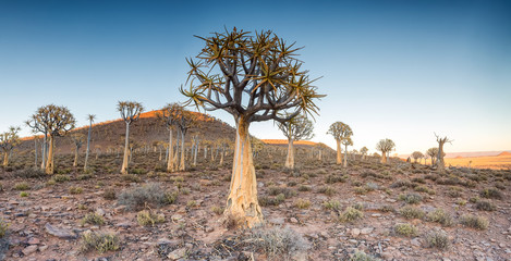 Landscape and close up images of quiver trees in the ancient quiver tree forest in Nieuwoudtville...