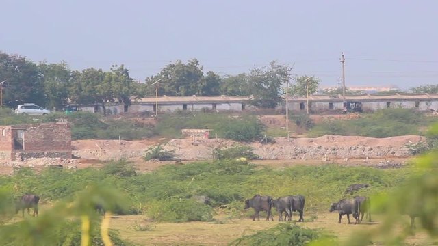 Beautiful rural village landscape with buffalo and vehicles in hot summer stock video