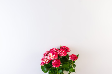 Red white roses on white background.
