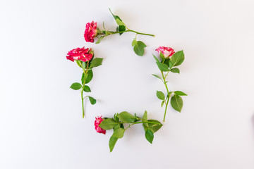 Red white rose on white background.