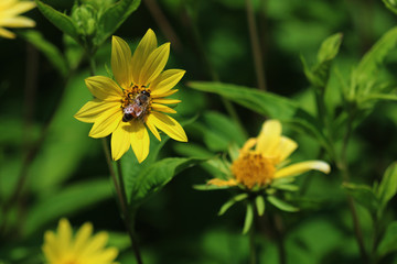 A closeup of a bee pollinating a yellow flower with space for tekst but also a green, natural background