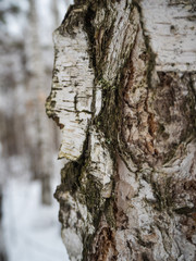Freakish views of a birch tree trunk from a snow-covered winter forest in Russia