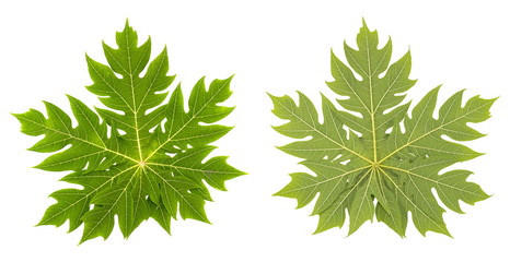 Set of papaya leaf isolated on a white background.