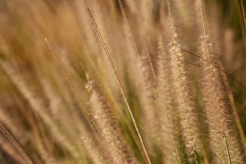 Fototapeta premium Planta de flor de espiga amarilla mirando al cielo