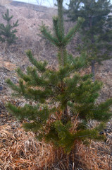 beautiful winter mountain nature