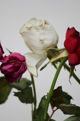 Dead roses, red, pink, white dead flower on white background