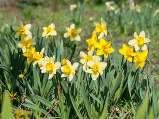 Beautiful flowers of yellow daffodils growing in the garden.