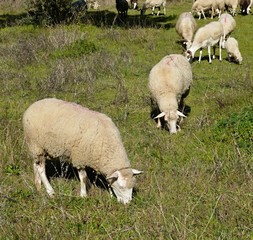A flock of sheep in a meadow in spring