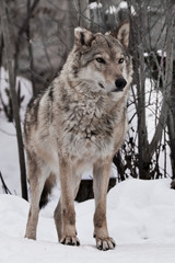 powerful wolf stands proudly and looks forward (full face) on the snow in winter.
